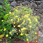 Paraiso Resiliente Santana (Madeira)
