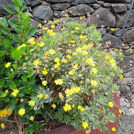 Paraiso Resiliente Santana (Madeira)