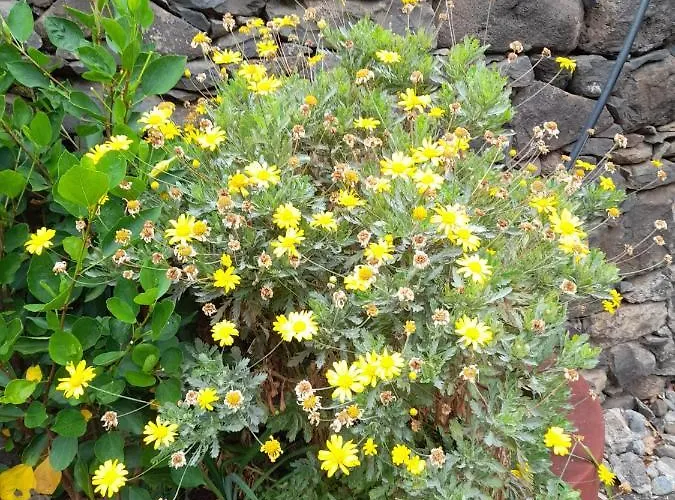 Paraiso Resiliente サンタナ