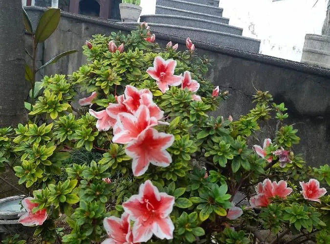 Agroturismo Paraíso Resiliente Santana (Madeira)