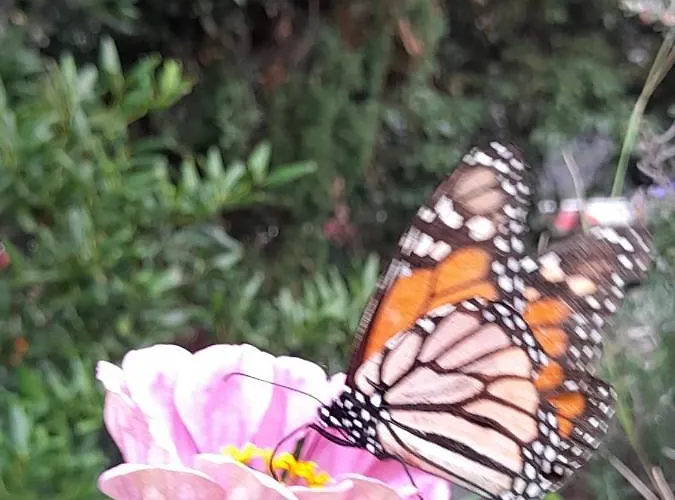 Paraiso Resiliente ファームステイ サンタナ