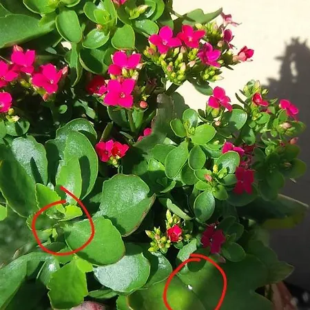 Lantgård Paraiso Resiliente Santana (Madeira)