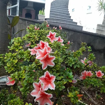 Lantgård Paraiso Resiliente Santana (Madeira)