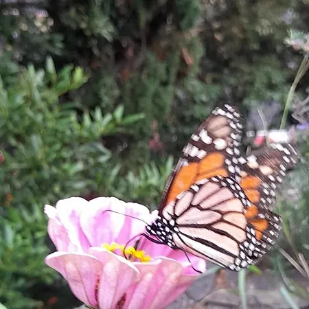 Paraiso Resiliente Lantgård Santana (Madeira)